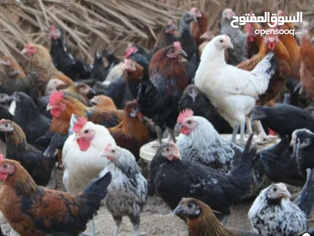 دجاج عربي الربيع