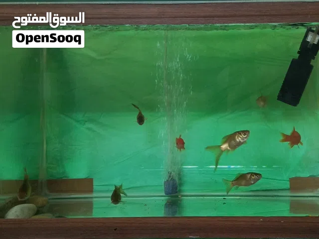 حوض سمك  مع فلتر