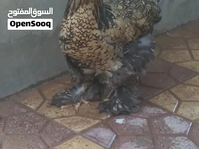 دجاج براهما بصحة جيد وبسعر اقل من السوق