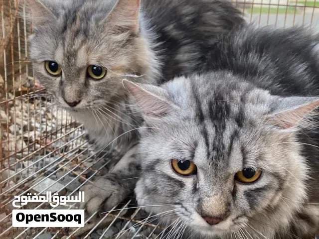 البيع قطط شيرازيات