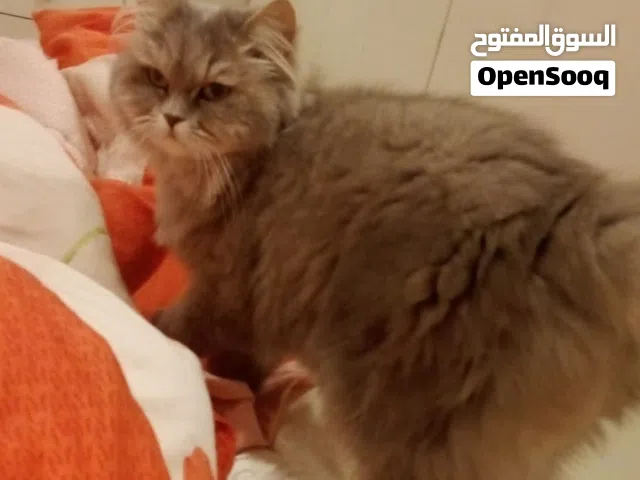 قطه جميلة دول فيس شيرازي مكس