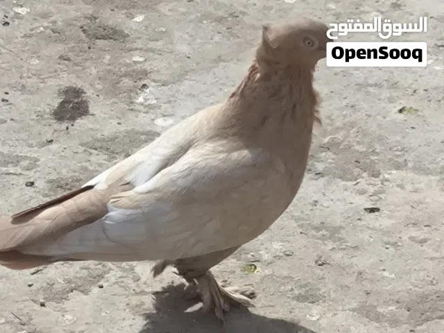 حمام طيور متاح طيرة للبيع