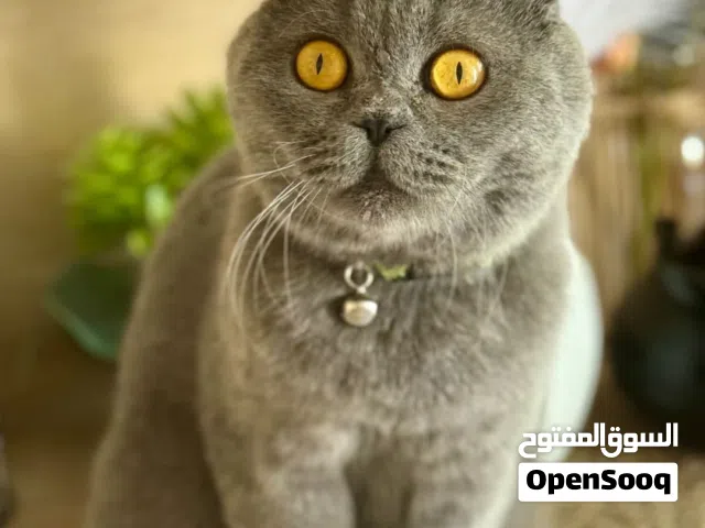 قط للبيع في تكريت