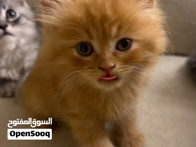 قطط شيرازي