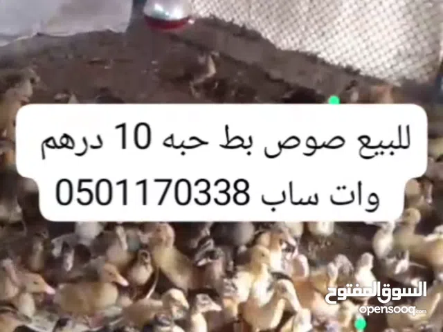 للبيع صوص بط محلي