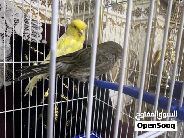 زوج كناري بوم نرويجي بيع او مراوس بلبل غرابي مخلف