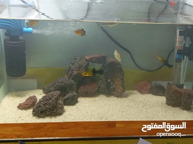 اسماك زينة قوبي مولي قمبري
