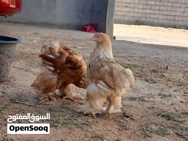 متوفر كوبيا ليموني موصفات ربي يبارك اقرأ الوصف