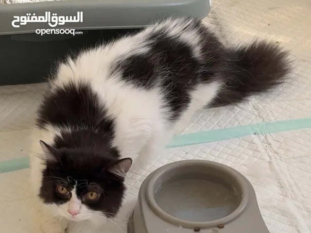 قطط للتبني