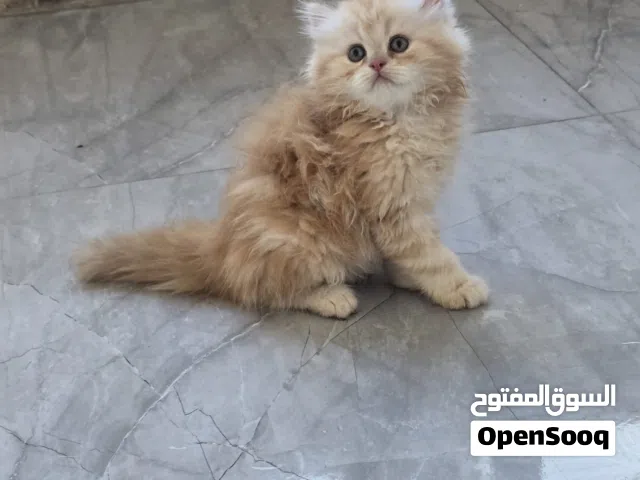 قطط للبيع في نابلس