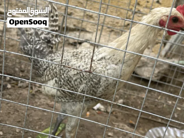 ديج فيومي للبيع