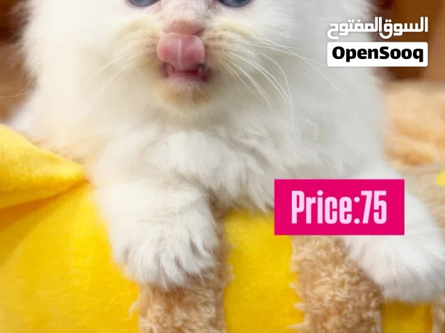 For sale any items cat