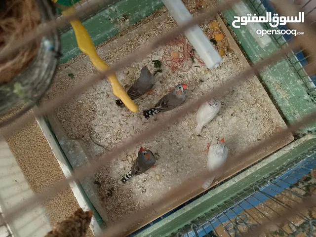 طيور فنقز للبيع