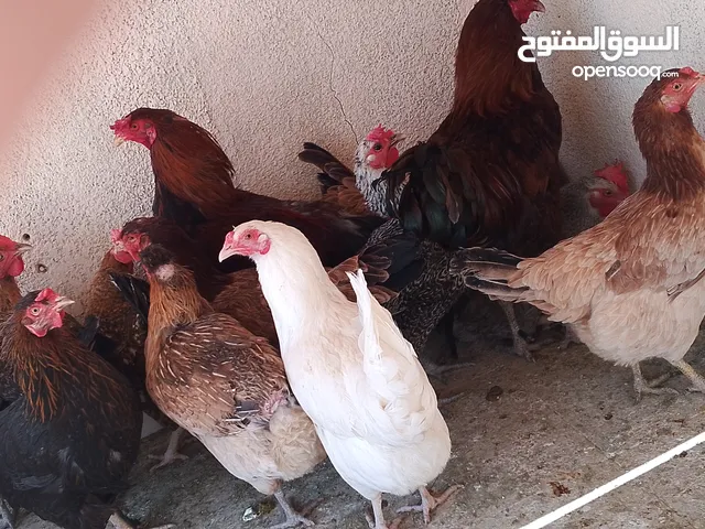 دجاج بلدي للبيع
