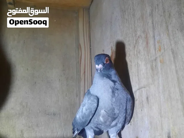 حمام للبيع