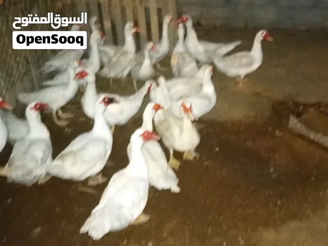 بط أمريكي بكيني