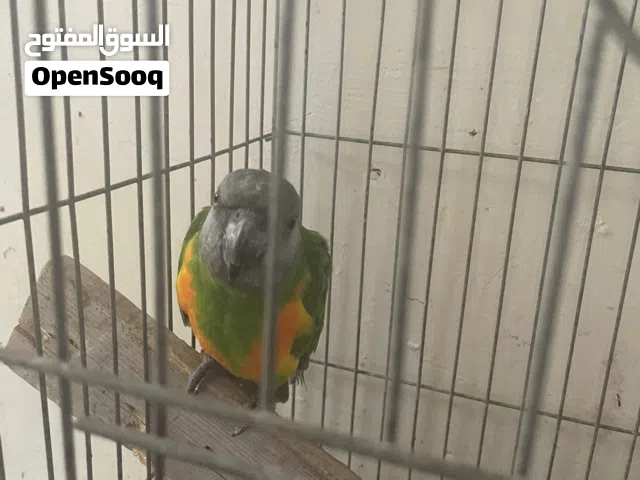 ببغاء سنغالي ناشط مايشكي من شي ماشاء الله