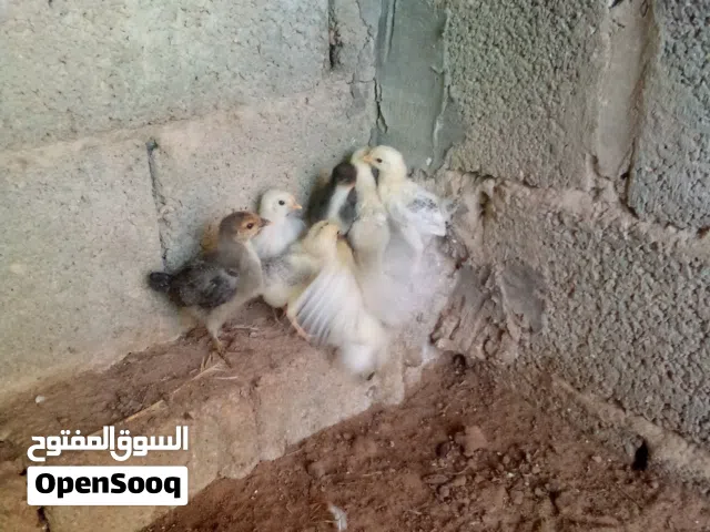 دجاجه عربيه تحتها فروخ هدينا فروخها يوجد فروخ بط انجليزي الله يبارك ماشاء الله يبارك ماشاء الله يبار