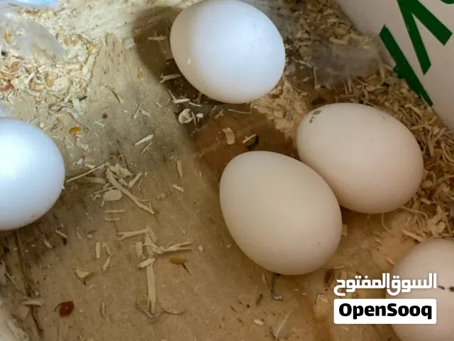 طيور روز منتجه
