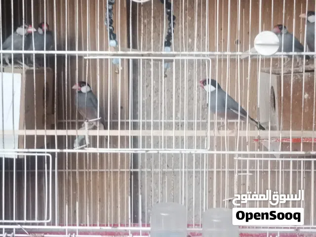 طيور جاوا وجوز حب للبدل