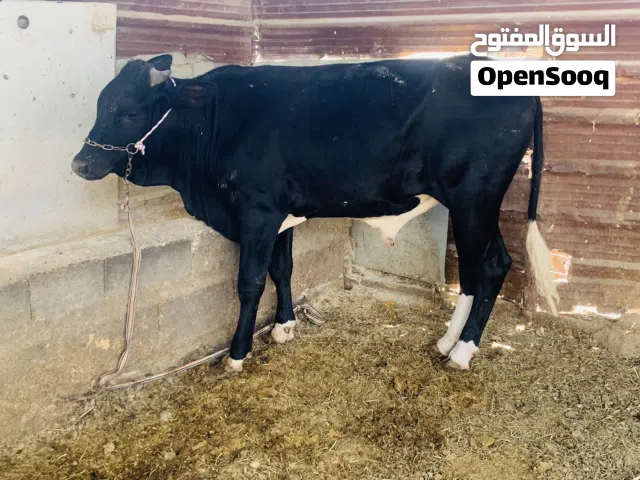 عجل سمين وحلو معلوف براسه سعره 2,200 الف مكاني بصره شط ألعرب الكباسي