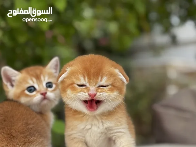 قطط ny11 سترييت