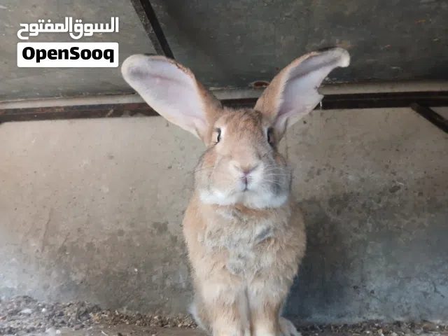 ارانب هجين الماني اقرا الوصف