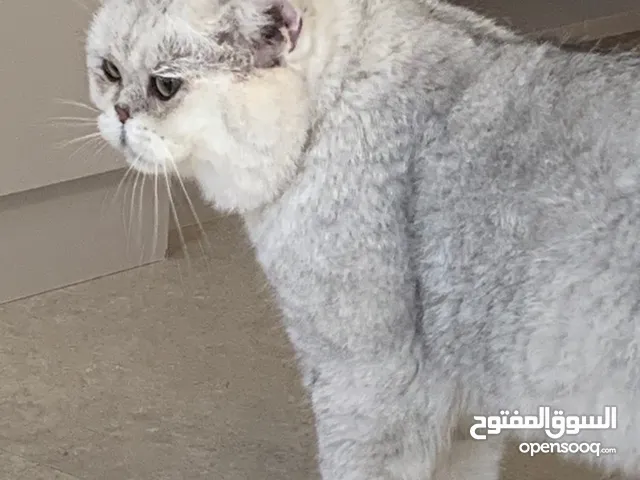 British Male Chinchilla Cat