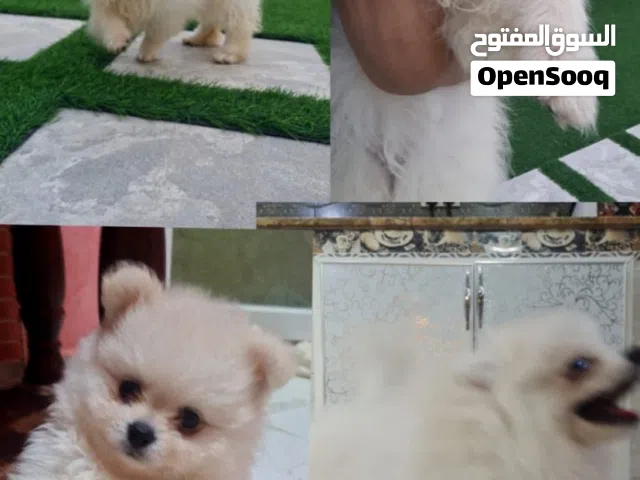 Beautiful Female Pomeranian Puppy Pomeranian Dog for Sale