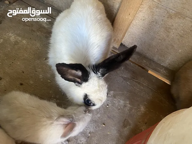 موجود ارانب للبيع ما شاء الله شغل مقنوه
