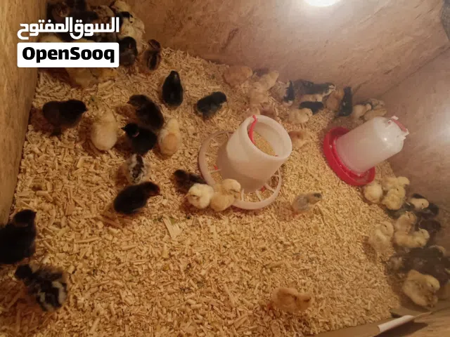 كتكوت دجاج للبيع العمر  يومين الامهات زهري وقليل فولي تقريبا دجاجتين