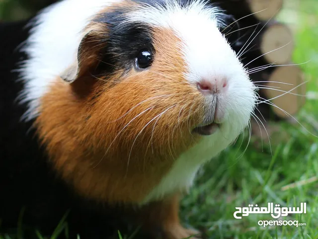 مطلوب Guinea Pig هامستر خنزير غينيا (هامستر كبير)