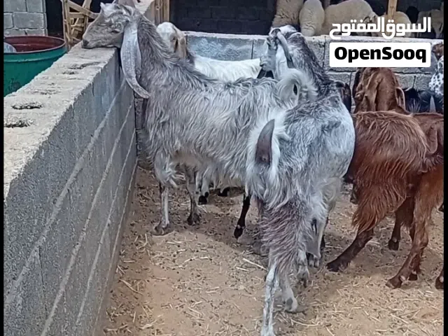 25عنز اعشار تبارك الله