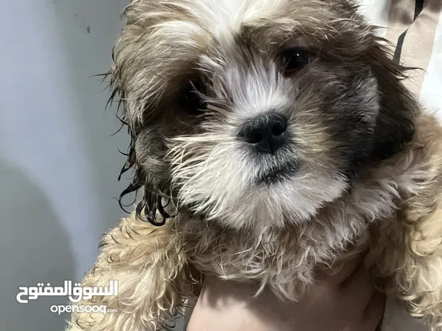 2months Old Shih 1 Female