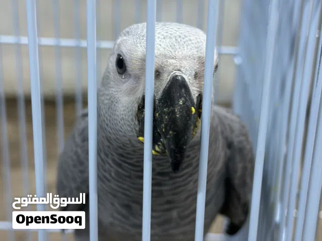 كاسكو فرخ 7 اشهر