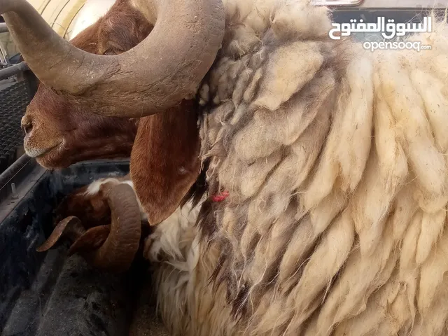 كبش يضحي في أم الرصاص يضحي عن اثنين للتواصل واتس اب جييييد!