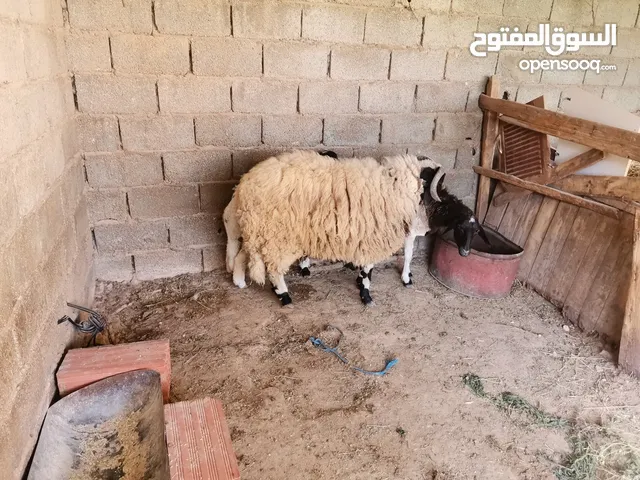 حولي جهامه ولياقة مشاء الله