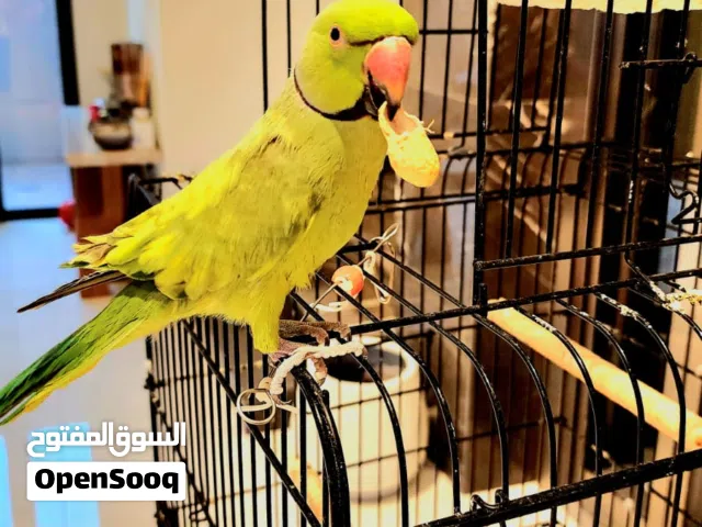 متوة الليفة بداية كلام العمر سنتين ذكر مع القفص