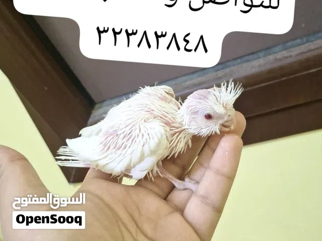 للبيع فروخ كوكتيل صحه ونضافه ينغرون