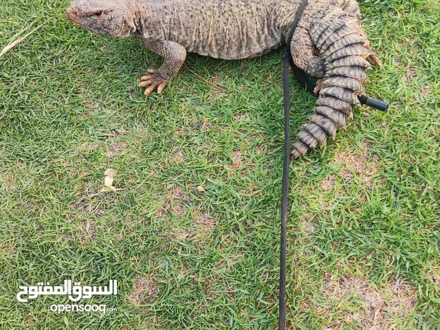 ضب اسود غليظ