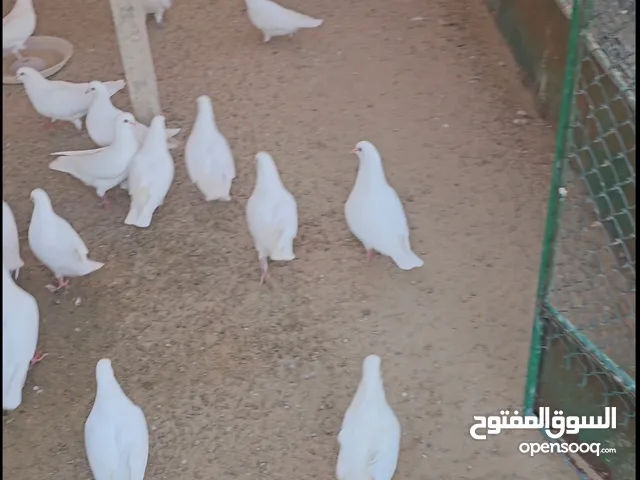 حمام لاحم فرنسي جامبو