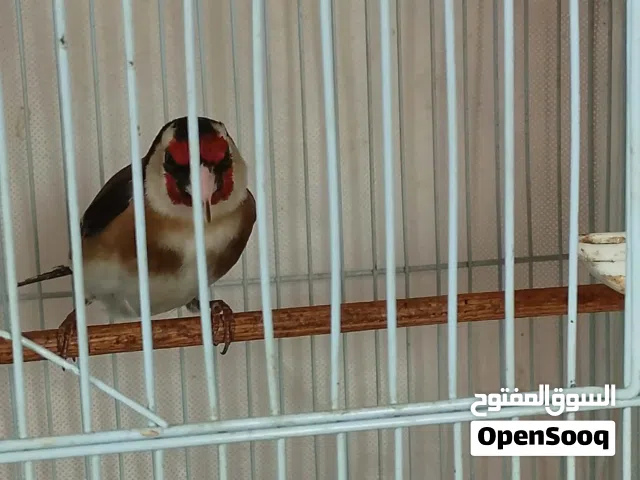 فحلين حسون زي النار للبيع او بدل ع كنار