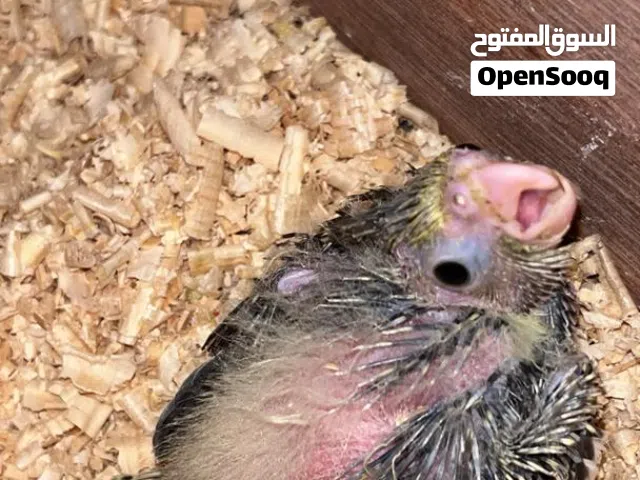 كوكتيل ترويض للبيع