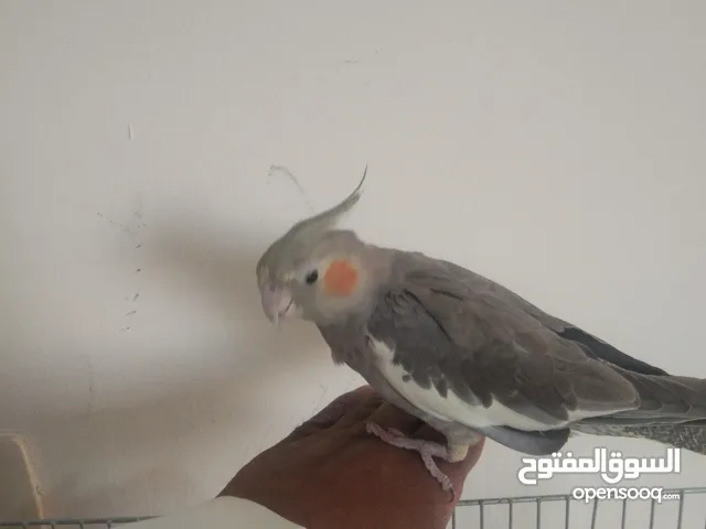 كوكتيل أليف 100% يلعب