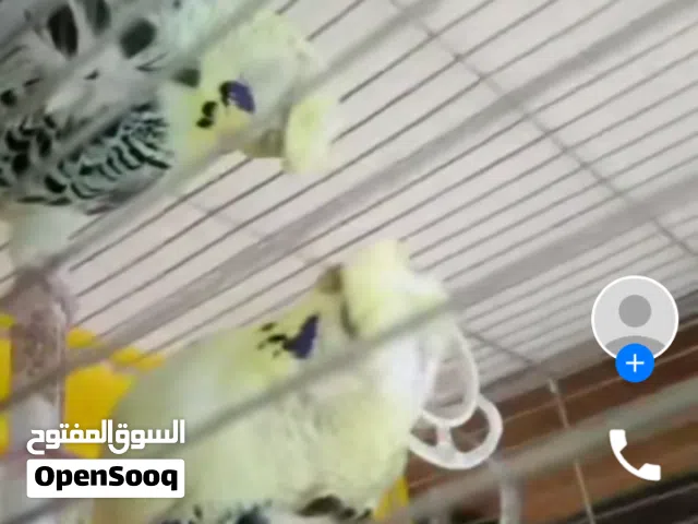 للبيع او للبدل جوز تكساس هوقو رومو اول خيرو شوف الفيديو