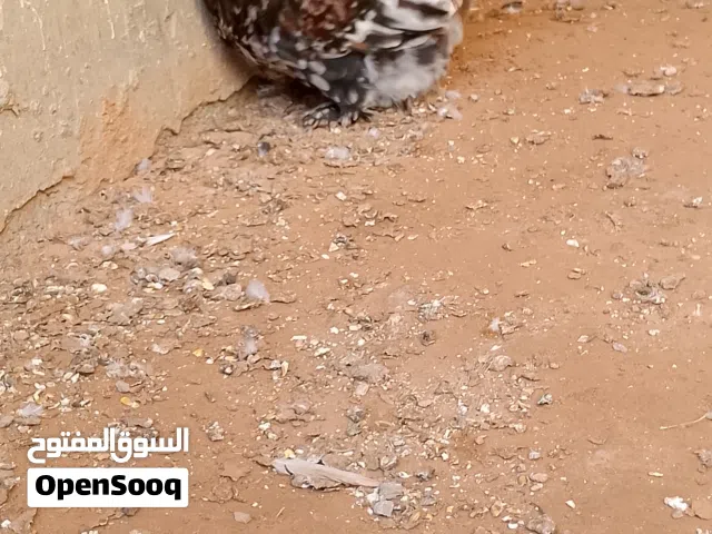 السلام عليكم..فروج استرالي زهري لحية ووداج النظافة ماشاء الله