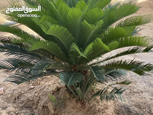 نخله الملكيه