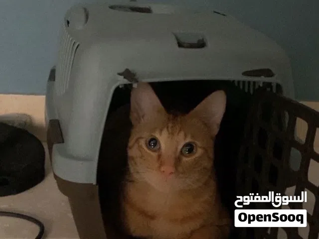 House Cat for adoption للتبني
