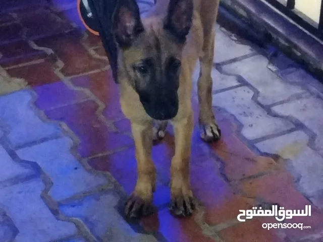 كلبه اسمها مونيكا