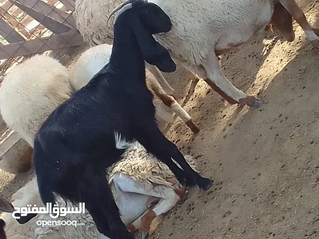 ماعز للبيع